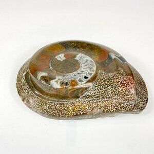 Polished Ammonite Fossil Brown Paperweight In Matrix 5.5"